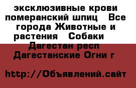 эксклюзивные крови-померанский шпиц - Все города Животные и растения » Собаки   . Дагестан респ.,Дагестанские Огни г.